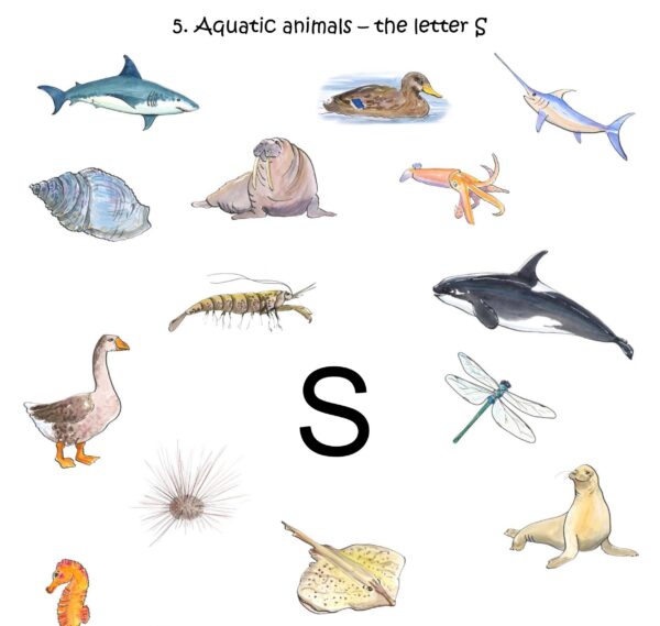 Worksheets Aquatic animals (middenbouw)